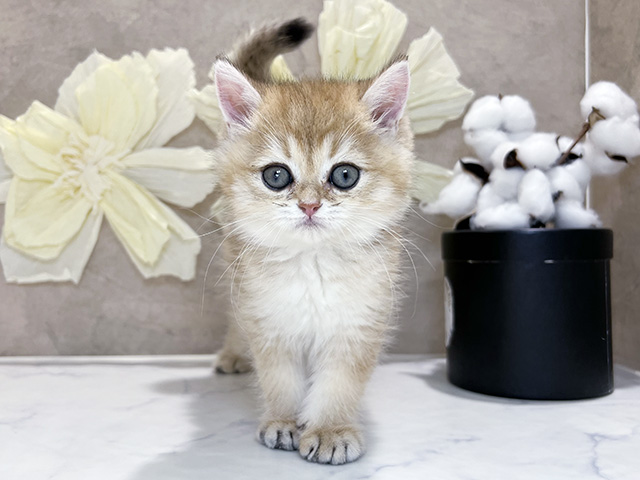 兵庫県のブリティッシュショートヘアー (ペッツファースト神戸三宮センター街店/2026年1月30日生まれ/男の子/シェーデットゴールデン)の子猫の1枚目の画像