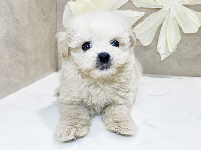 兵庫県のポメプー(ポメラニアン×プードル) (ペッツファースト神戸三宮センター街店/2026年2月2日生まれ/男の子/クリーム)の子犬の1枚目の画像