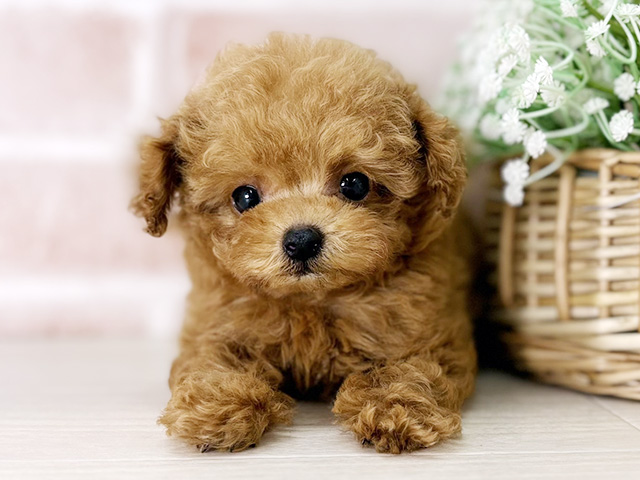 京都府のトイプードル(ティーカップ) (ペッツファースト京都店/2026年2月2日生まれ/男の子/レッド)の子犬