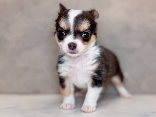 埼玉県のチワワ(ロング) (ペッツファーストPETEMOレイクタウンmori店/2026年2月2日生まれ/女の子/ブルータンホワイト)の子犬の1枚目の画像