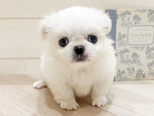 愛知県のチワペキ/ペキチー/ペキチワ(チワワ×ペキニーズ) (ペッツファースト岡崎店/2026年2月2日生まれ/男の子/クリーム)の子犬の1枚目の画像