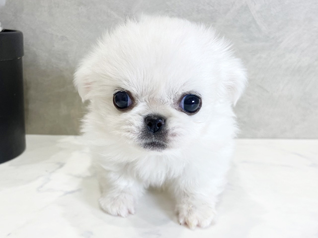 愛知県のチワペキ/ペキチー/ペキチワ(チワワ×ペキニーズ) (ペッツファースト名古屋栄店/2026年2月2日生まれ/女の子/クリーム)の子犬の1枚目の画像