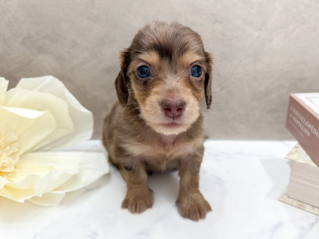 ミニチュアダックスフンド(ロング), 性別 男の子, 誕生日 2026/01/25, 毛色 チョコダップル, 出身 沖縄県, 店舗 代官山店(東京都), お問い合わせ番号 2680003