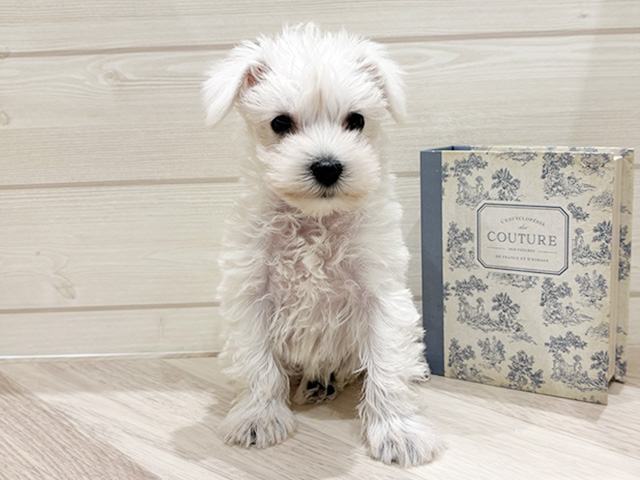 愛知県のミニチュアシュナウザー (ペッツファースト岡崎店/2026年2月1日生まれ/女の子/ホワイト)の子犬の1枚目の画像