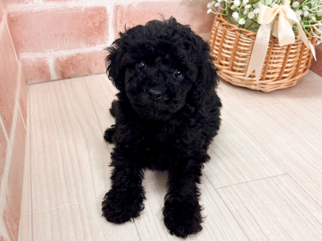 埼玉県のトイプードル(タイニー) (ペッツファースト川越店/2026年2月2日生まれ/男の子/ブラック)の子犬の1枚目の画像