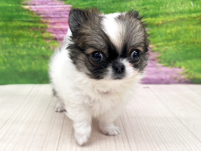 大阪府のチワワ(ロング) (ペッツファースト美原南インター店/2026年1月29日生まれ/男の子/フォーンホワイト)の子犬の1枚目の画像