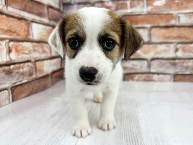 ジャックラッセルテリア, 性別 男の子, 誕生日 2026/02/02, 毛色 タンホワイト, 出身 岡山県, 店舗 茨木目垣店(大阪府), お問い合わせ番号 100960096