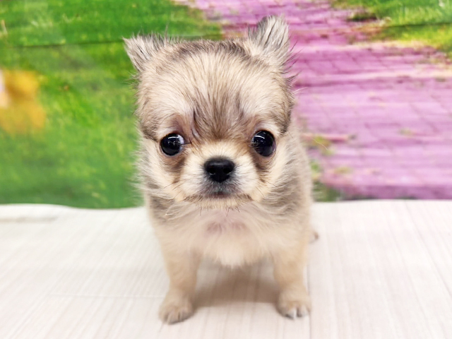 大阪府のチワワ(ロング) (ペッツファースト美原南インター店/2026年2月3日生まれ/男の子/フォーン)の子犬