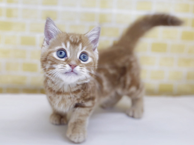新潟県のマンチカン (ペッツファースト長岡店/2026年1月19日生まれ/男の子/レッドタビー)の子猫