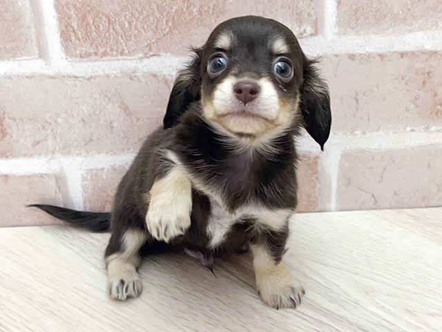 大阪府のチワックス(チワワ×ダックス) (ペッツファースト寝屋川店/2026年2月3日生まれ/男の子/チョコレートタン)の子犬の1枚目の画像