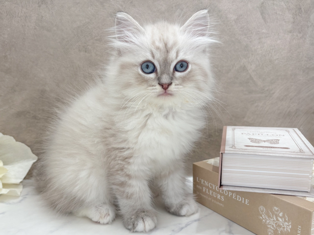 東京都のネヴァマスカレード (ペッツファースト代官山店/2026年2月2日生まれ/男の子/ブルーリンクスポイント)の子猫の1枚目の画像