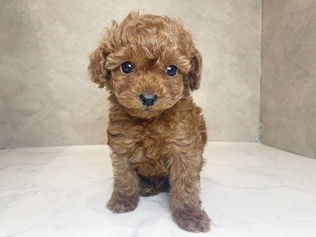 東京都のトイプードル(ティーカップ) (ペッツファーストららぽーと立川立飛店/2026年2月3日生まれ/男の子/レッド)の子犬の1枚目の画像