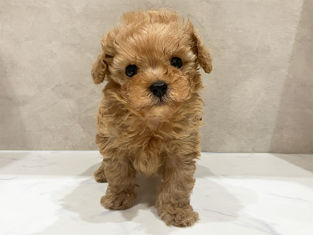 東京都のトイプードル(ティーカップ) (ペッツファースト中野店/2026年2月3日生まれ/男の子/アプリコット)の子犬の1枚目の画像
