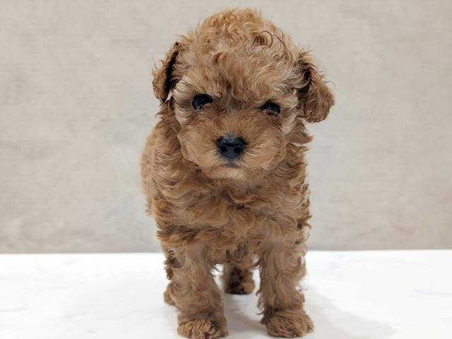 東京都のトイプードル(ティーカップ) (ペッツファースト中野店/2026年2月3日生まれ/女の子/アプリコット)の子犬の1枚目の画像