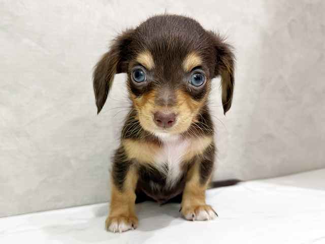 静岡県のチワックス(チワワ×ダックス) (ペッツファースト富士宮店/2026年2月2日生まれ/男の子/チョコレートタン)の子犬の1枚目の画像