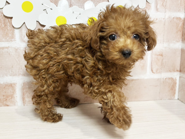 静岡県のトイプードル(タイニー) (ペッツファースト富士南店/2026年1月19日生まれ/男の子/レッド)の子犬の1枚目の画像