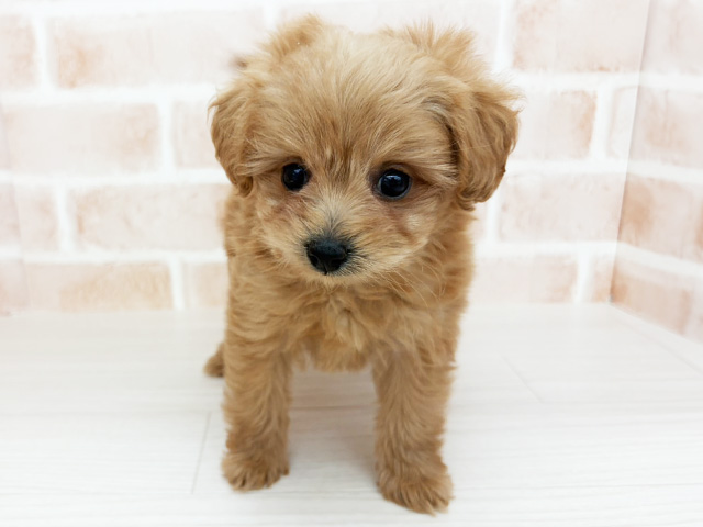 埼玉県のポメプー(ポメラニアン×プードル) (ペッツファーストさいたま新都心店/2026年2月2日生まれ/女の子/クリーム)の子犬の1枚目の画像