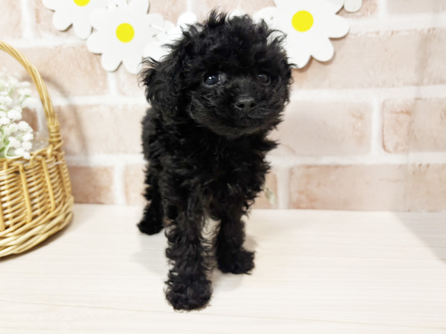 静岡県のトイプードル(タイニー) (ペッツファースト富士南店/2026年2月3日生まれ/男の子/ブラック)の子犬の1枚目の画像