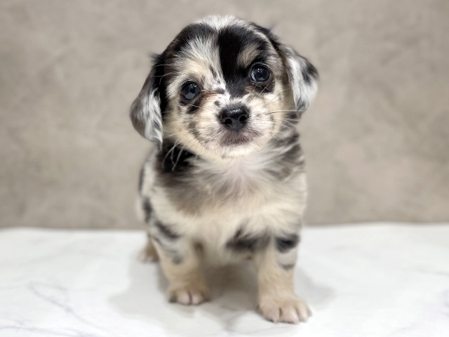 千葉県のチワックス(チワワ×ダックス) (ペッツファーストららぽーとTOKYO-BAY店/2026年2月3日生まれ/女の子/ブルーマール)の子犬の1枚目の画像