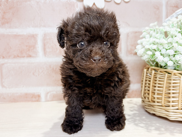 岡山県のトイプードル(トイ) (ペッツファースト倉敷店/2026年2月3日生まれ/女の子/ブラウン)の子犬の1枚目の画像
