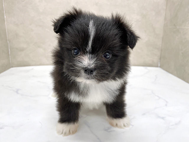 東京都のチワマル/マルチワ(チワワ×マルチーズ) (ペッツファースト八王子多摩美大前店/2026年2月3日生まれ/女の子/ブラックホワイト)の子犬