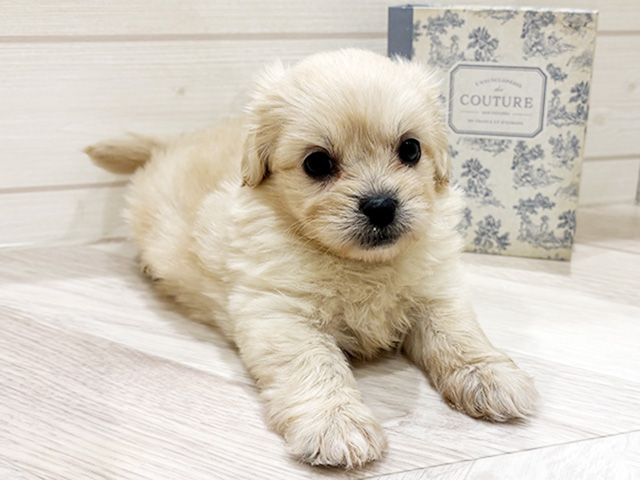 愛知県のペキプー(ペキニーズ×プードル) (ペッツファースト岡崎店/2026年2月3日生まれ/女の子/クリーム)の子犬の1枚目の画像