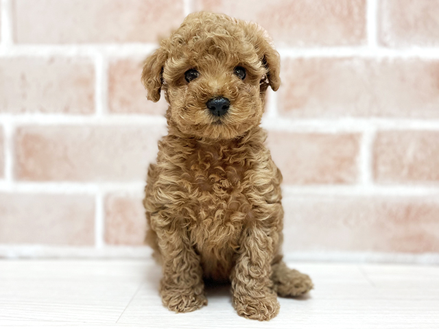 トイプードル