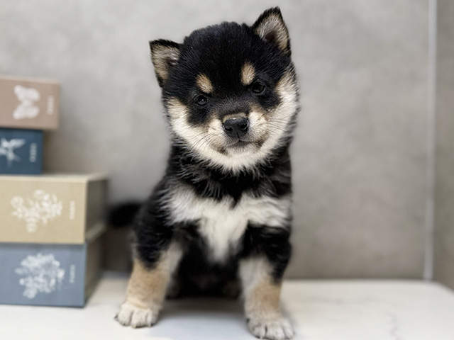 埼玉県の豆柴 (ペッツファースト川口店/2026年2月3日生まれ/男の子/黒)の子犬の1枚目の画像