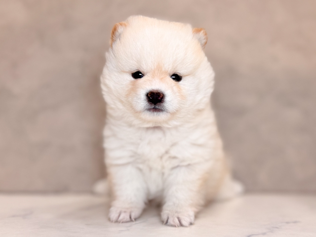 埼玉県のポメ柴/豆ポメ/ポメ豆柴(ポメラニアン×柴犬) (ペッツファーストPETEMOレイクタウンmori店/2026年2月2日生まれ/女の子/白)の子犬の1枚目の画像