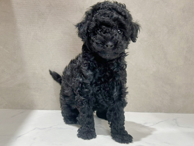 秋田県のトイプードル(トイ) (ペッツファースト秋田店/2026年2月2日生まれ/男の子/ブラック)の子犬の1枚目の画像
