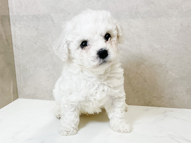 ビションフリーゼ, 性別 男の子, 誕生日 2026/02/03, 毛色 ホワイト, 出身 千葉県, 店舗 一宮店(愛知県), お問い合わせ番号 2630100