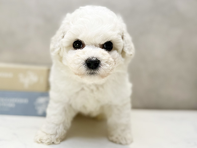 ビションフリーゼ, 性別 男の子, 誕生日 2026/02/03, 毛色 ホワイト, 出身 千葉県, 店舗 川口店(埼玉県), お問い合わせ番号 2630102