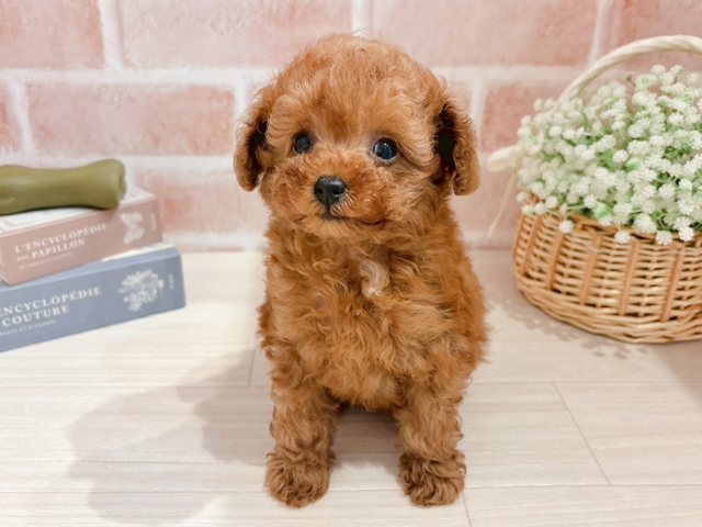 東京都のトイプードル(タイニー) (ペッツファースト自由が丘店/2026年2月3日生まれ/女の子/レッド)の子犬