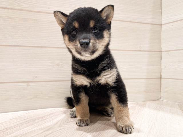 東京都の豆柴 (ペッツファースト豊洲店/2026年2月3日生まれ/女の子/黒)の子犬の1枚目の画像