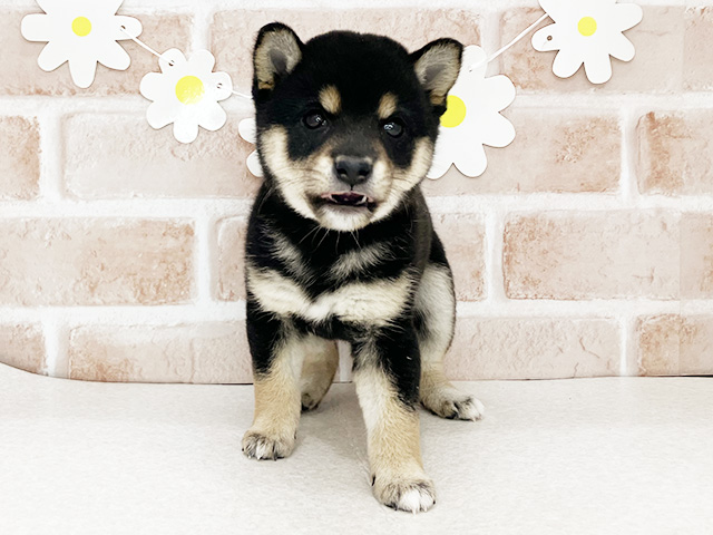 東京都の豆柴 (ペッツファーストお台場店/2026年2月3日生まれ/女の子/黒)の子犬の1枚目の画像