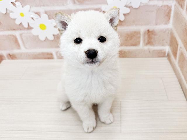 鹿児島県の豆柴 (ペッツファースト鹿児島店/2026年2月2日生まれ/女の子/白)の子犬の1枚目の画像