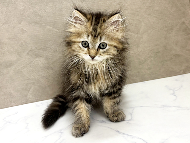 大阪府のラガマフィン (ペッツファースト東大阪店/2026年2月1日生まれ/女の子/ブラウンタビー)の子猫
