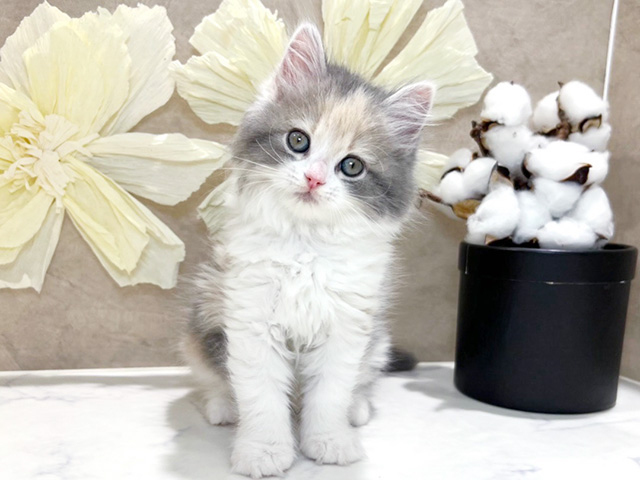 兵庫県のラガマフィン (ペッツファースト神戸三宮センター街店/2026年2月1日生まれ/女の子/ダイリュートキャリコ)の子猫の1枚目の画像