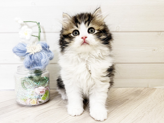 大阪府のラガマフィン (ペッツファーストららぽーと門真店/2026年1月30日生まれ/男の子/ブラウンタビーホワイト)の子猫の1枚目の画像