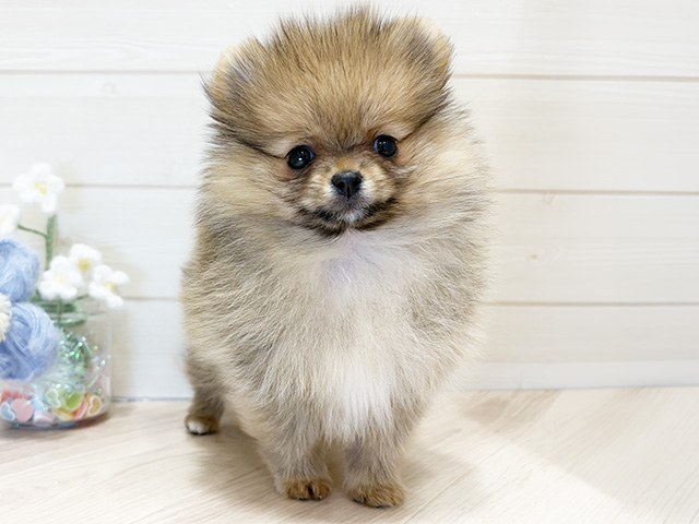 大阪府のポメラニアン (ペッツファーストららぽーと門真店/2026年1月27日生まれ/女の子/オレンジセーブル)の子犬の1枚目の画像
