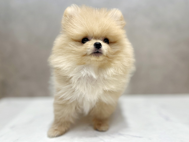 大阪府のポメラニアン (ペッツファースト心斎橋本店/2026年1月30日生まれ/女の子/クリーム)の子犬の1枚目の画像