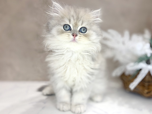 大阪府のミヌエット (ペッツファースト茶屋町店/2026年2月2日生まれ/男の子/ブルーゴールデン)の子猫