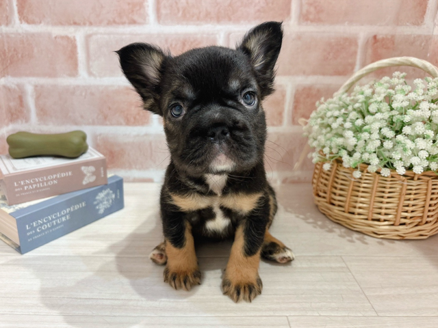 東京都のフレンチブルドッグ (ペッツファースト自由が丘店/2026年1月20日生まれ/男の子/ブラックタン)の子犬の1枚目の画像
