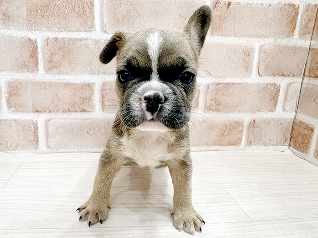 大阪府のフレンチブルドッグ (ペッツファースト北心斎橋店/2026年2月1日生まれ/男の子/ライラックフォーン)の子犬