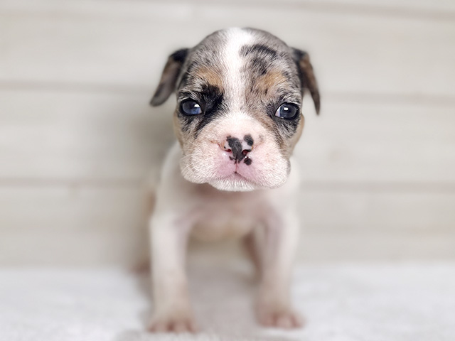 大阪府のフレンチブルドッグ (ペッツファースト梅田店/2026年2月1日生まれ/男の子/ホワイトマールタン)の子犬