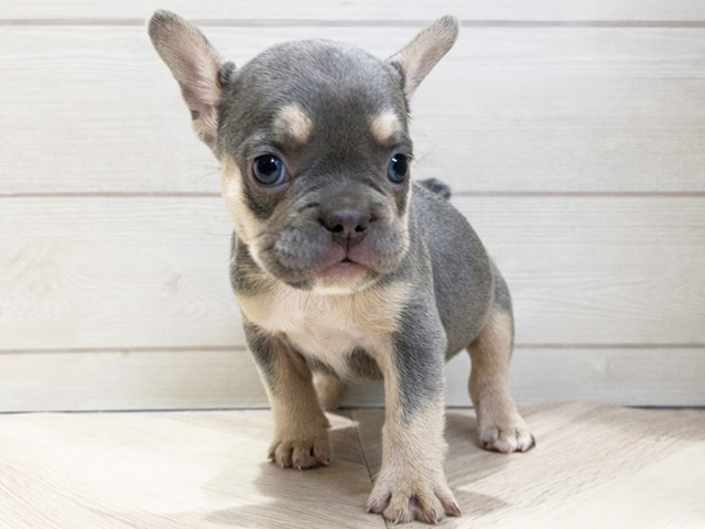 フレンチブルドッグ