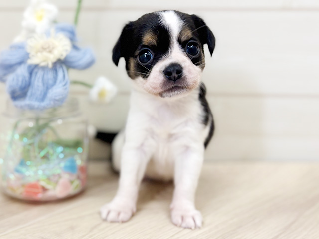 大阪府のハーフ犬・ミックス犬 (ペッツファーストららぽーと門真店/2026年2月1日生まれ/女の子/トライカラー)の子犬の1枚目の画像