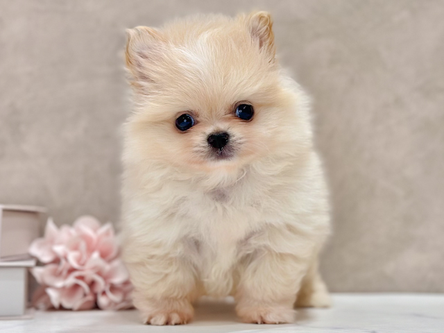 ポメチワ, 性別 男の子, 誕生日 2026/01/28, 毛色 クリーム, 出身 和歌山県, 店舗 新宿店(東京都), お問い合わせ番号 2650069