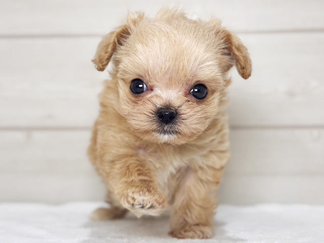 大阪府のチワプー/プーチー(チワワ×プードル) (ペッツファースト梅田店/2026年1月30日生まれ/女の子/クリーム)の子犬の1枚目の画像