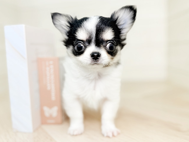 大阪府のチワワ(ロング) (ペッツファースト寝屋川店/2026年2月2日生まれ/男の子/ホワイトブラッククリーム)の子犬の1枚目の画像